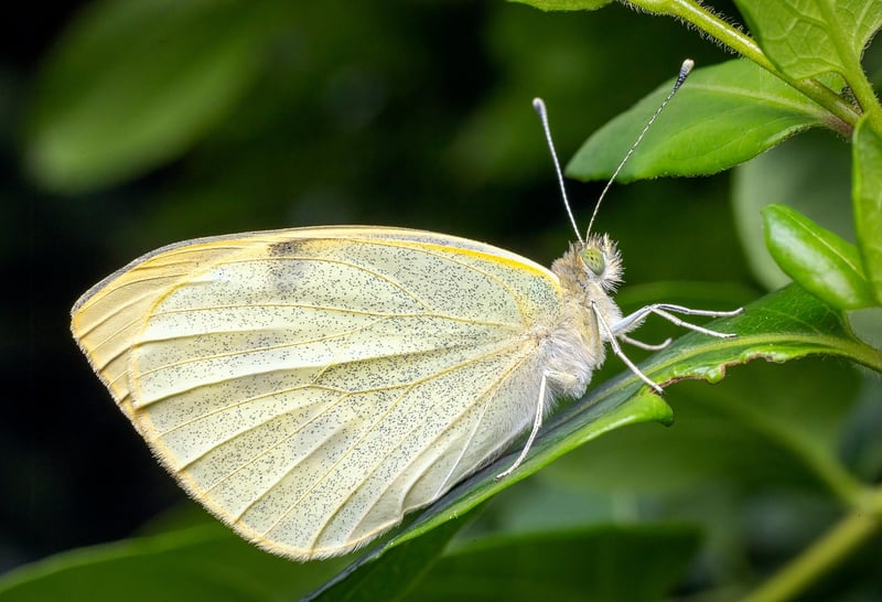Butterfly Effect Missions