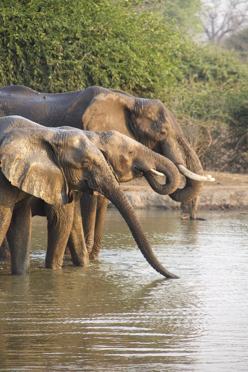 Prehistoric Safaris